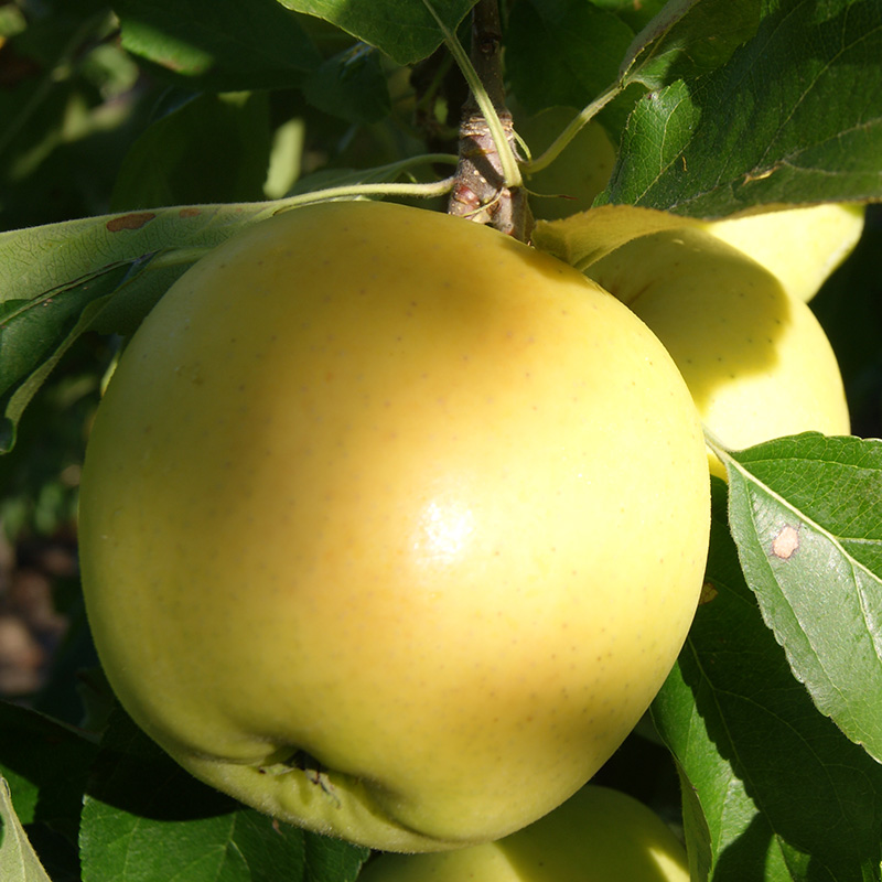 Golden-jabłka-zamow-online-dostawa
