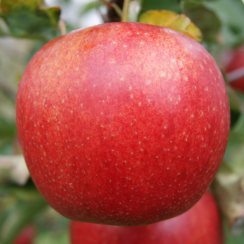 Jonagold-Decosta-jabłka-ekologiczne-na-zamowienie