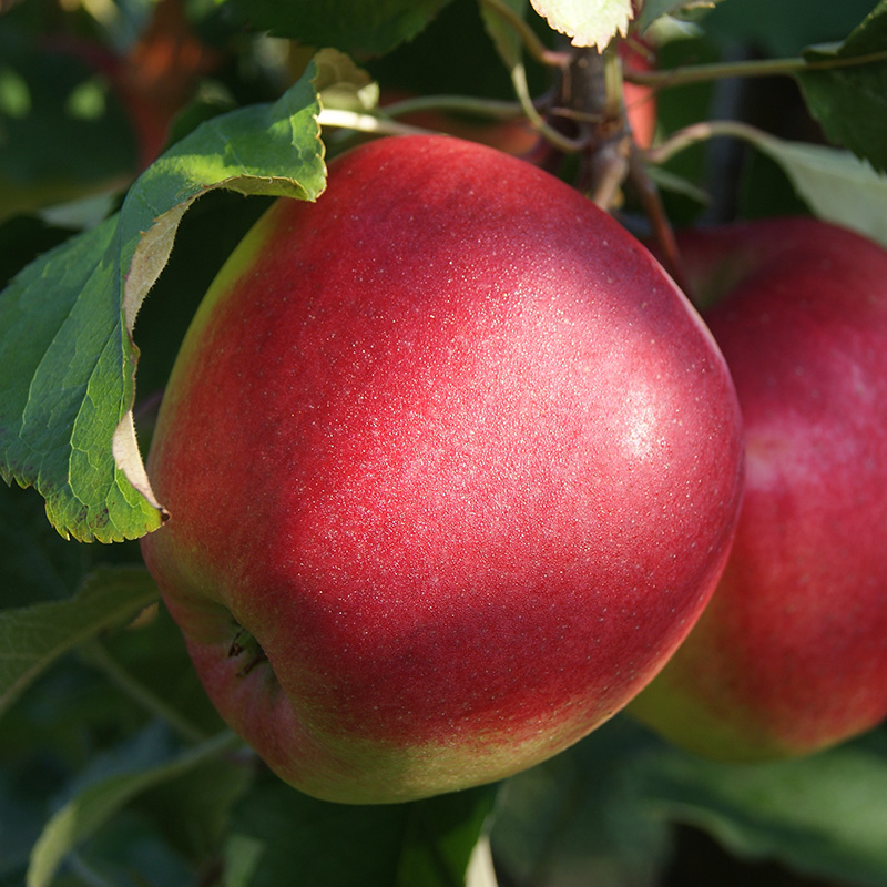 Ligol-jabłka-zdrowe-smaczne-ekologiczne-MaveraFruit