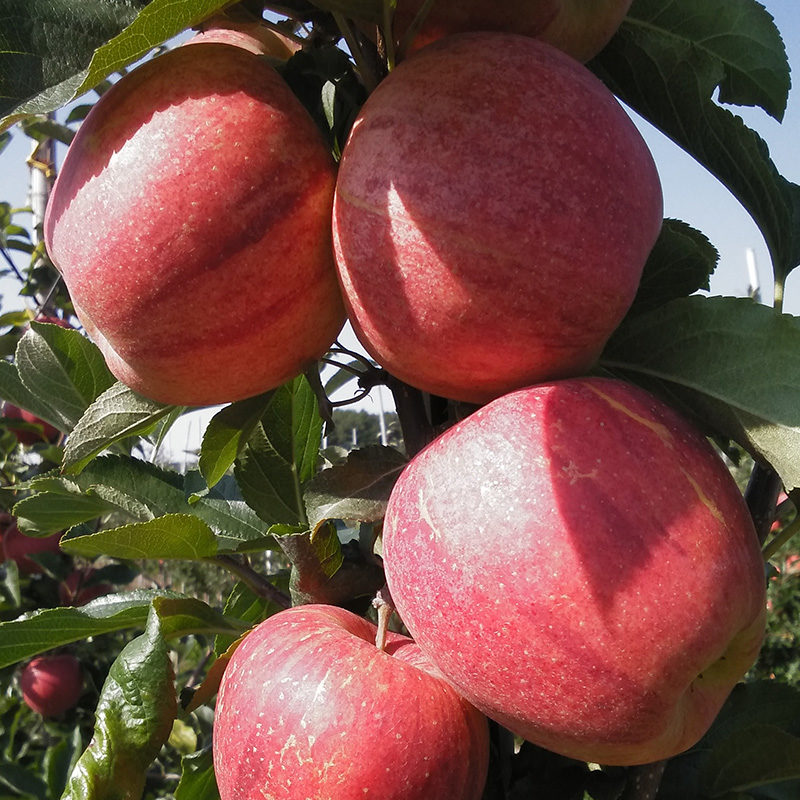 Gala-Schniga-jabłka-z-gospodarstwa-ekologicznego-MaveraFruit